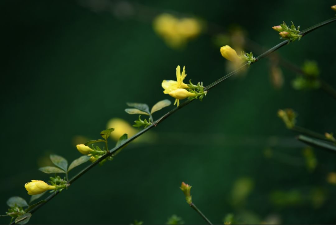 花果园万物复苏枝头春意闹