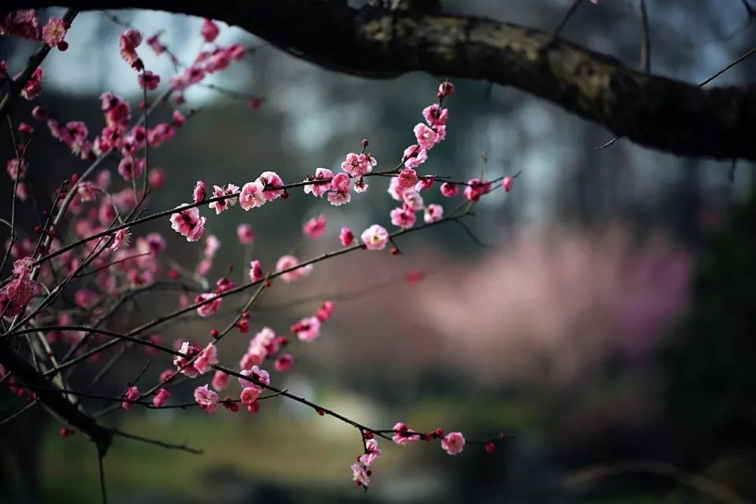 朗誦梅花落滿了南山