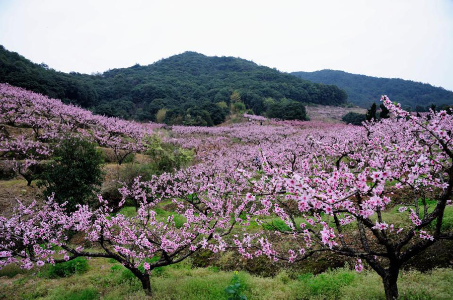 奉化新建村桃花图片