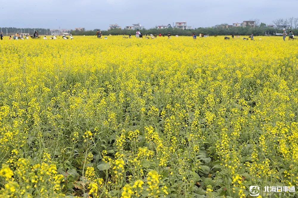 北海赤西村油菜花地址图片