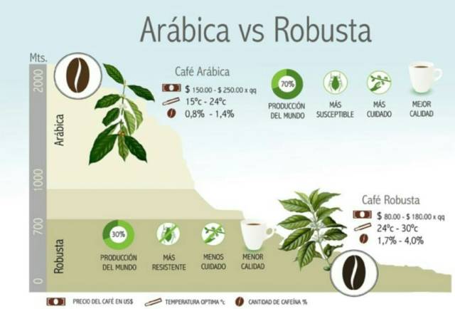 详细谈谈阿拉比卡和罗布斯塔豆区别