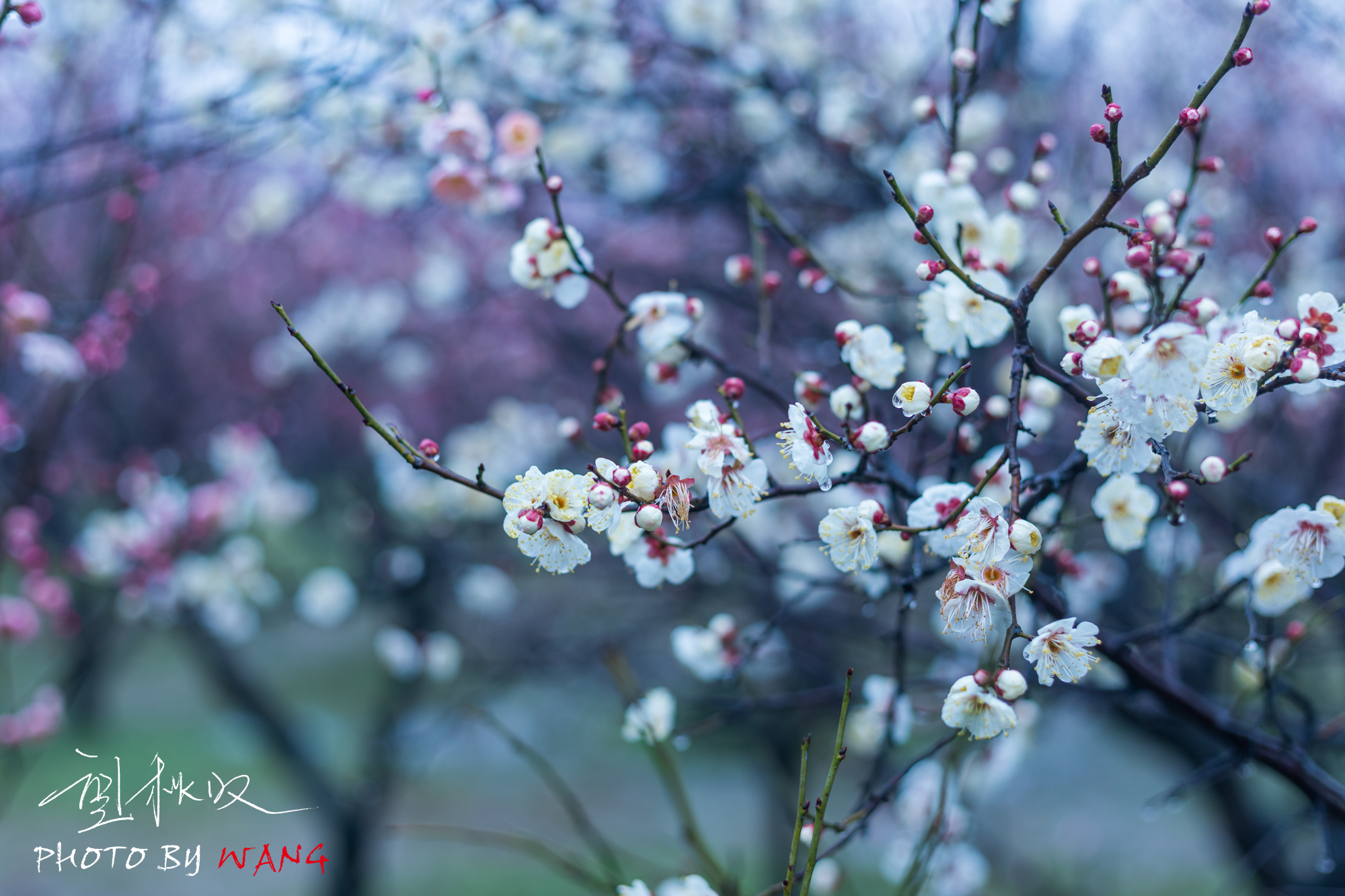 蜀冈西峰的梅花图片