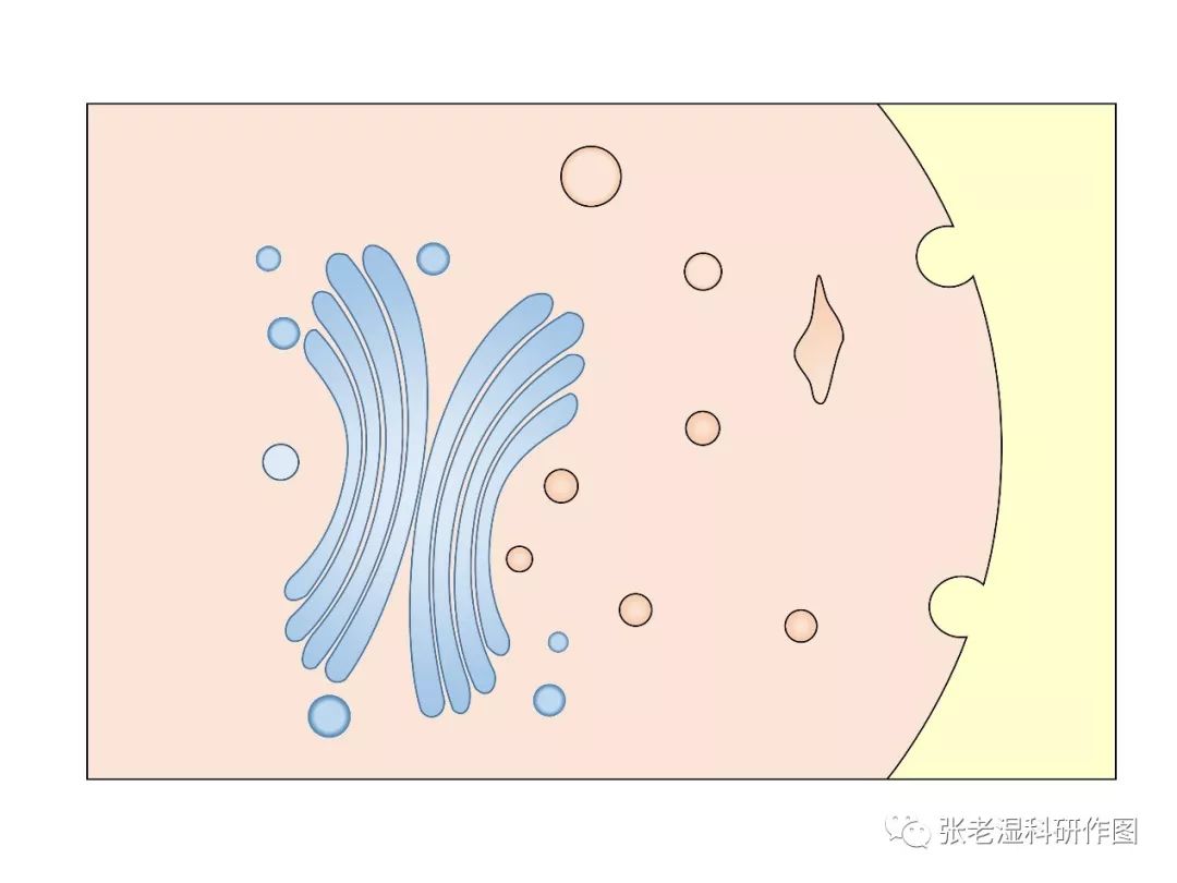 高尔基体简笔图片