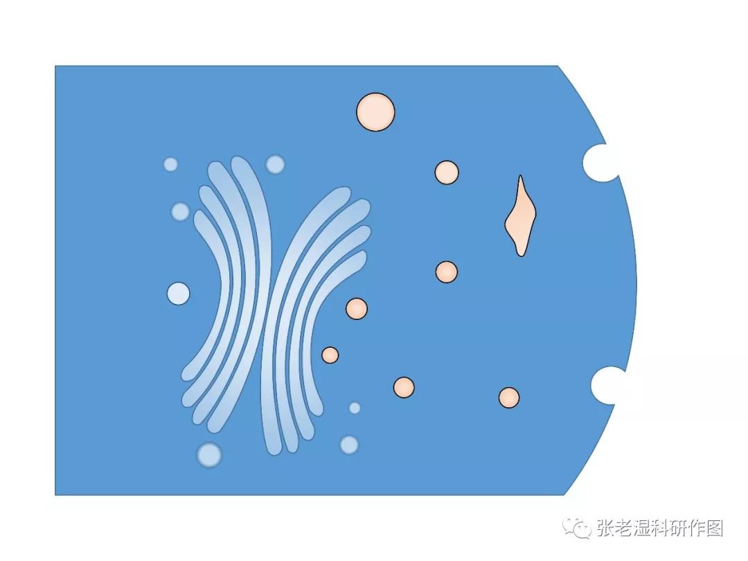 ppt繪製高爾基體簡筆畫