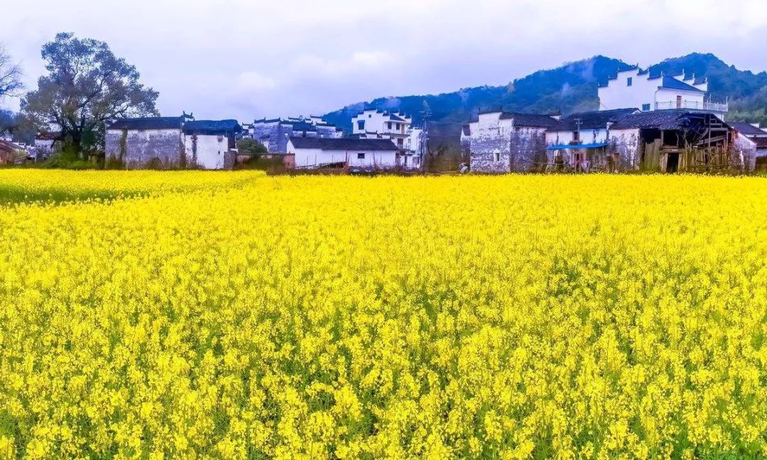 3月去婺源看漫山油菜花