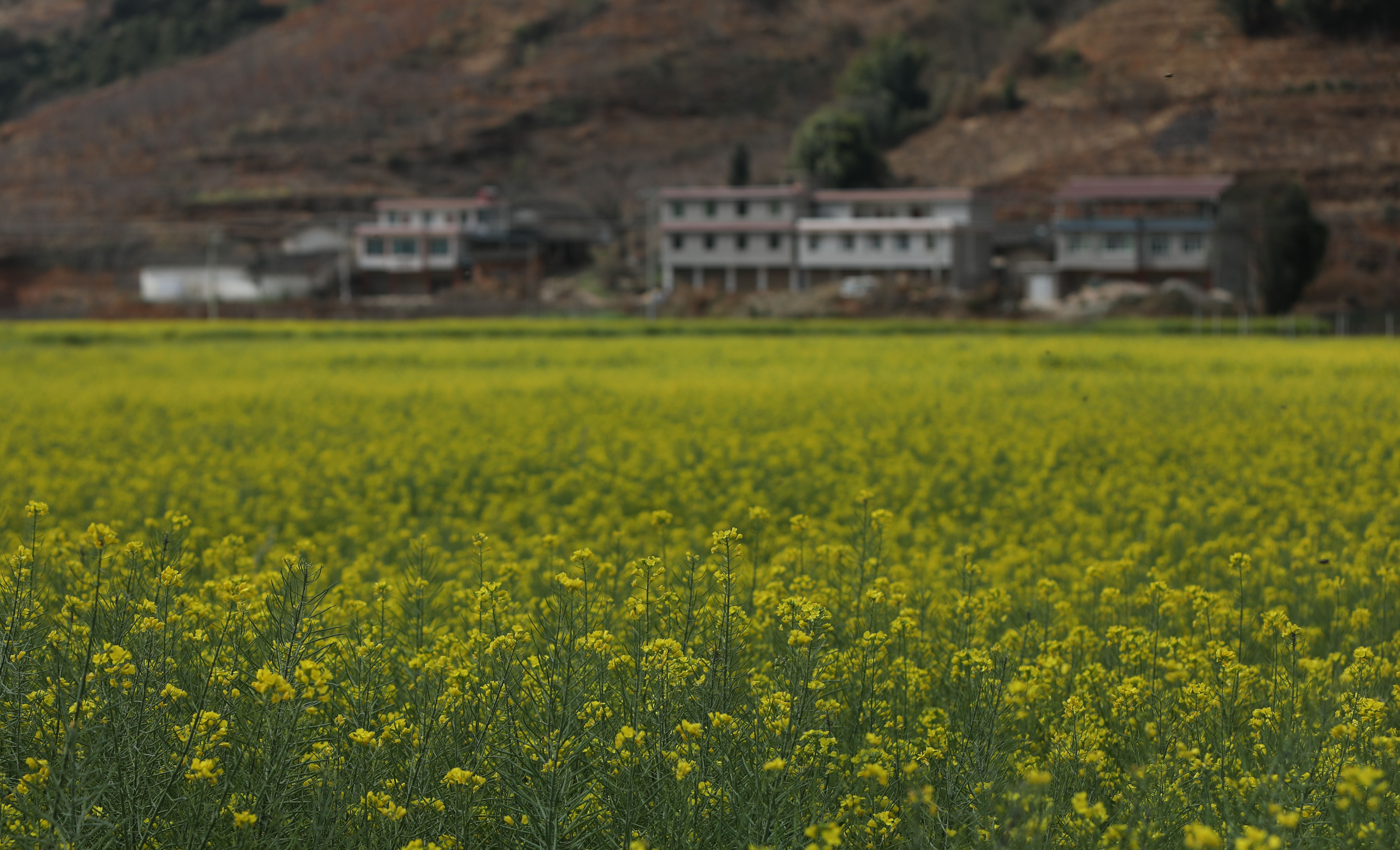 米易普威镇油菜花图片