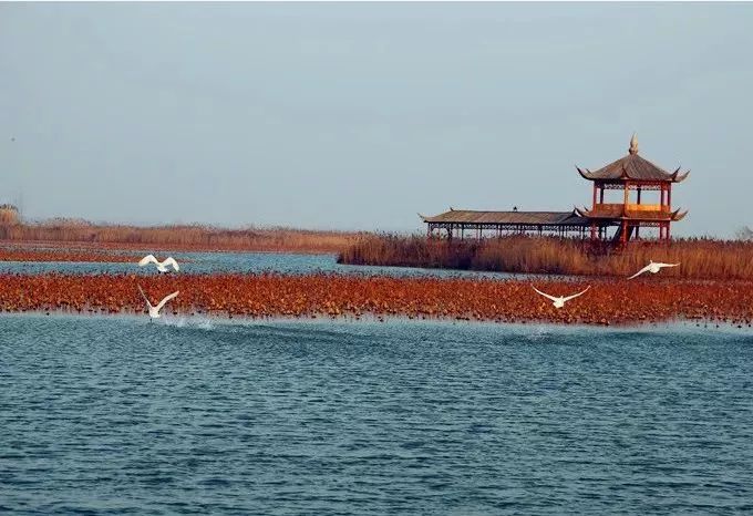 藏在洪澤湖溼地裡的原始美景,錯過了絕對後悔!