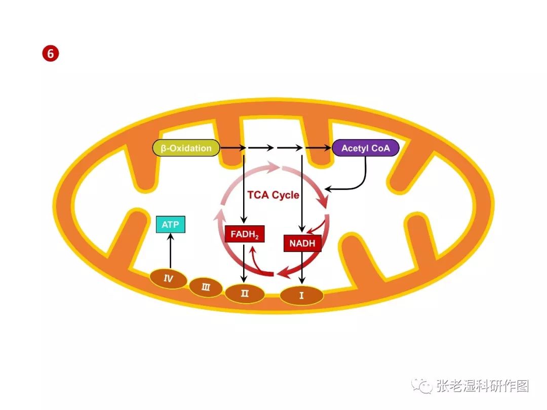 超简单三步绘制线粒体示意图