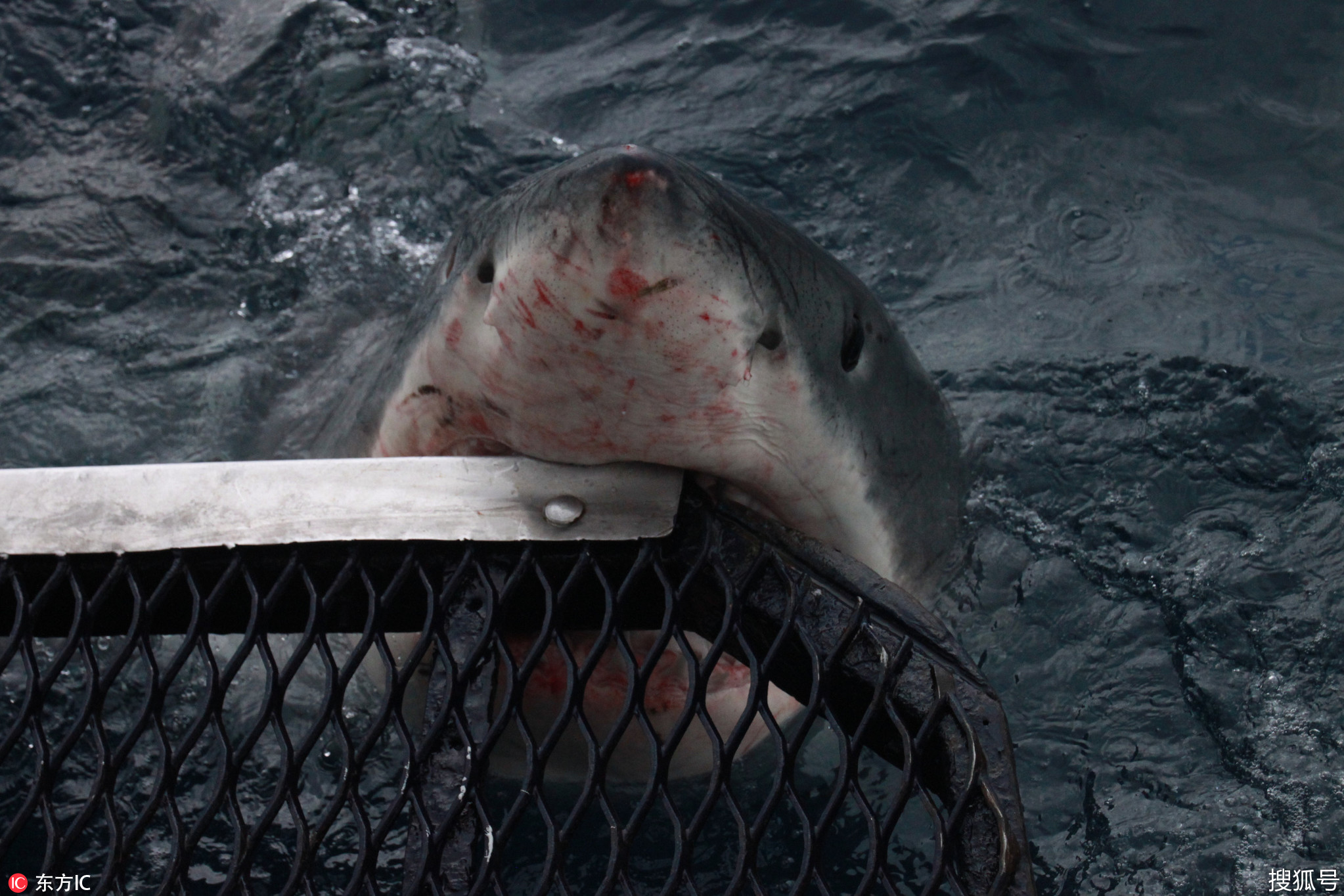 摄影师冒死拍摄大白鲨 双手几乎伸进血口獠牙中!