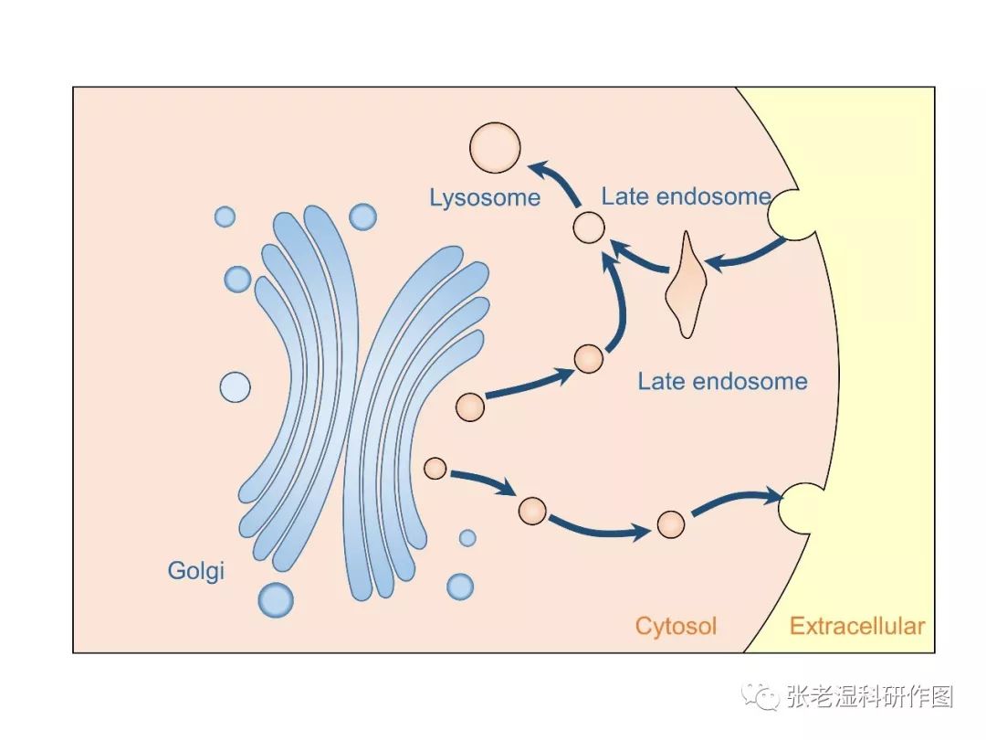 高尔基体简笔图片