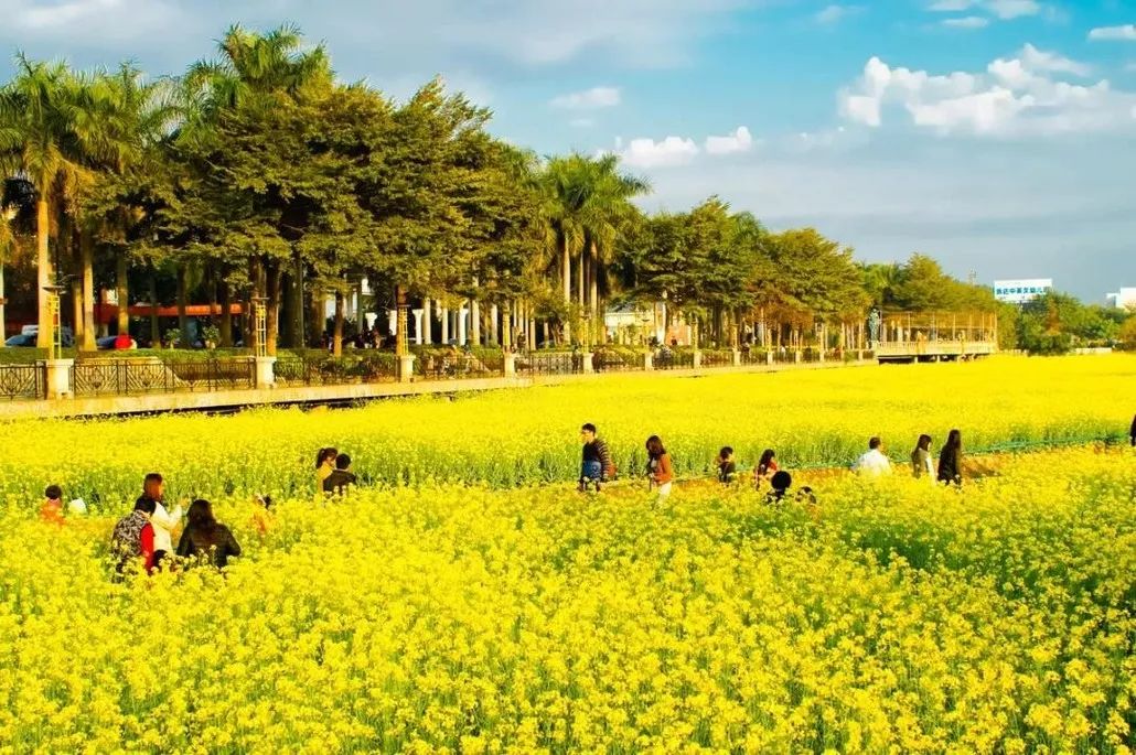 從化天適櫻花浪漫邂逅紅山村油菜花開