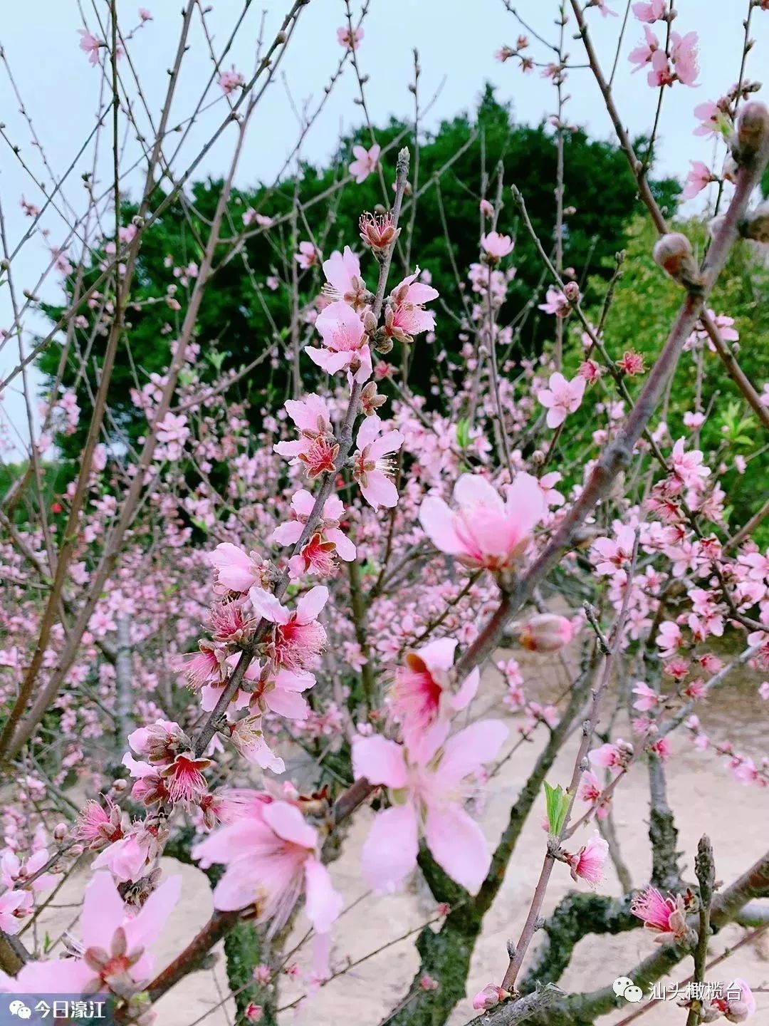 濠江区巨峰寺桃花节图片