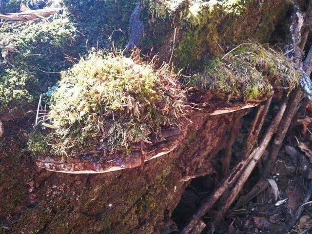 丽江起死回生草雪山千年野灵芝