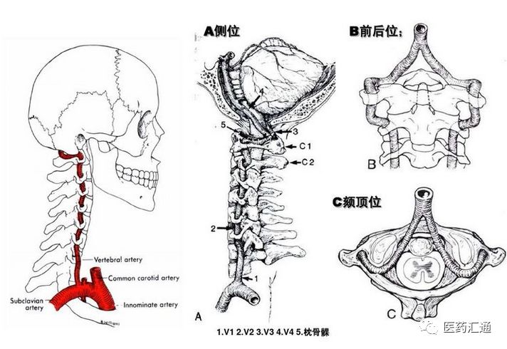 颅内动脉的分段,分支图解(根据网络资料整理,改编)