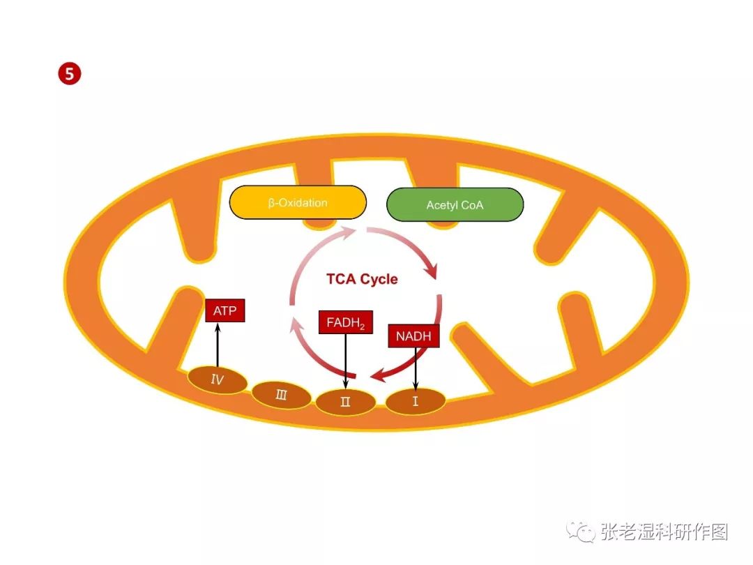 超简单三步绘制线粒体示意图