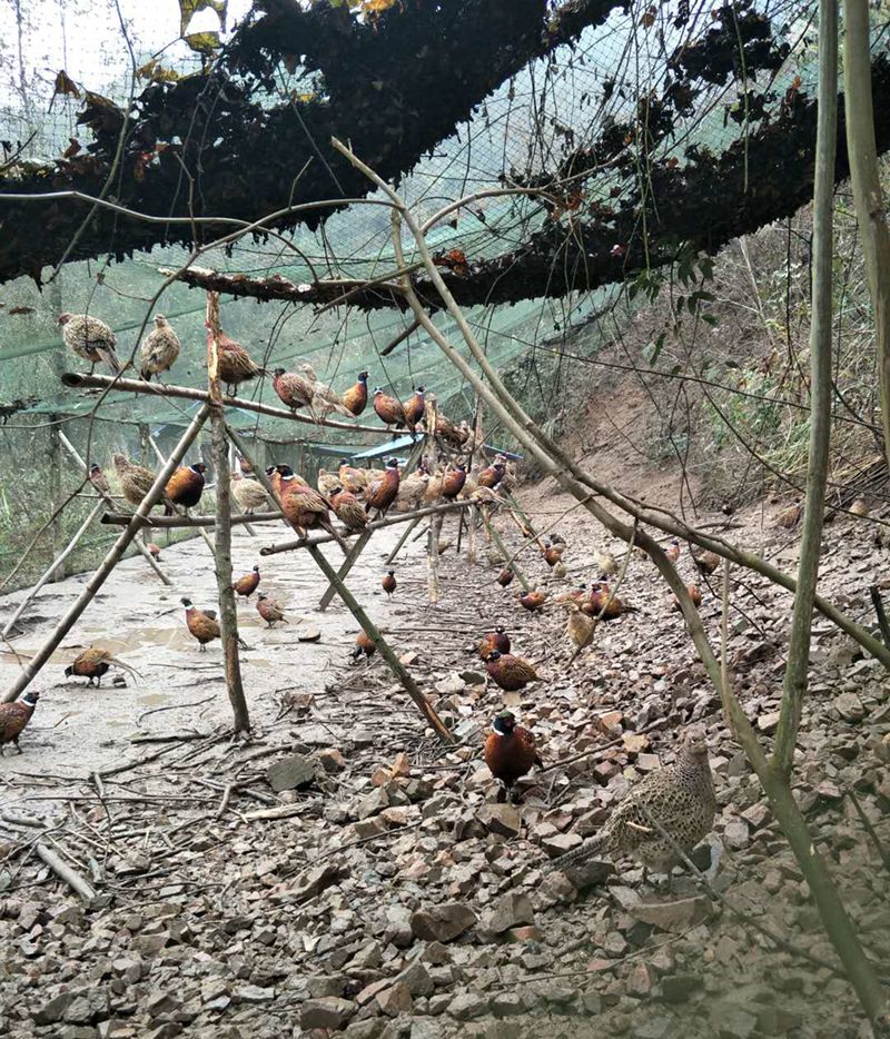 野鸡生长阶段照片图片