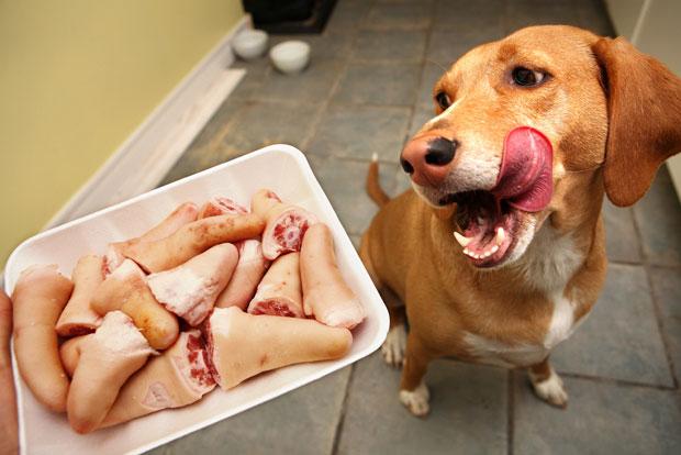 狗狗总是撒娇,想要你给它吃的?这四个小技巧让狗狗不再烦人