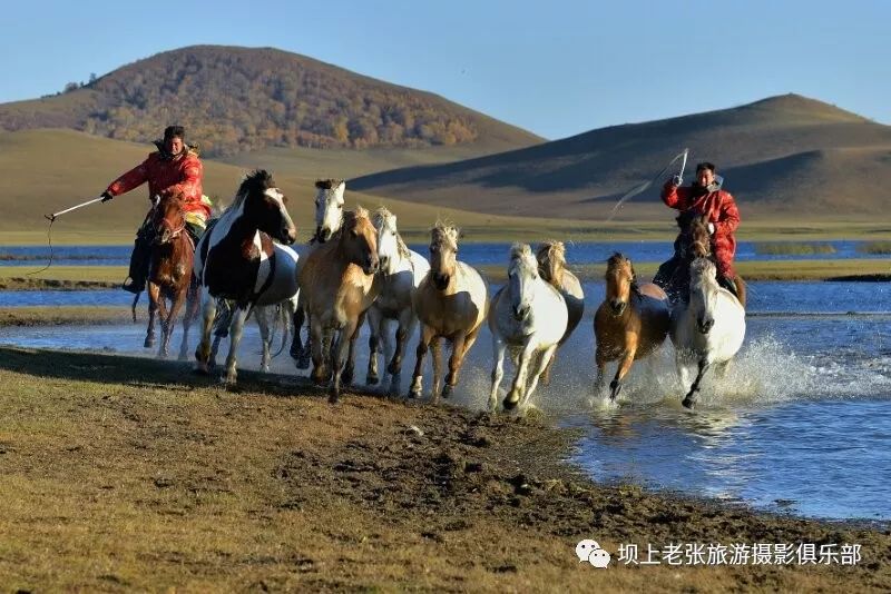 壩上草原百花盛開策馬揚鞭壩上草原夏日旅遊攝影觀光度假之旅