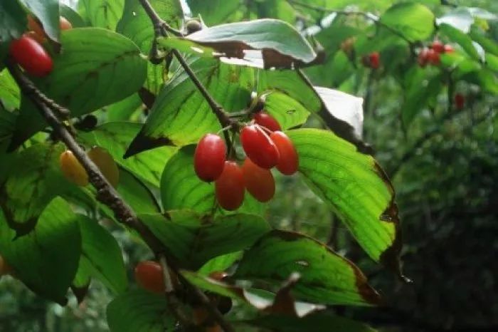 觀賞性特別好的山茱萸觀賞花樹果期長達三個多月