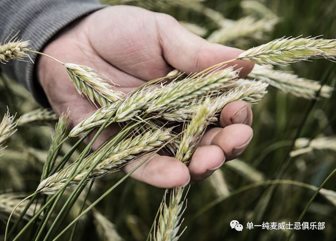 布赫拉迪的瑪麗61麥格雷戈