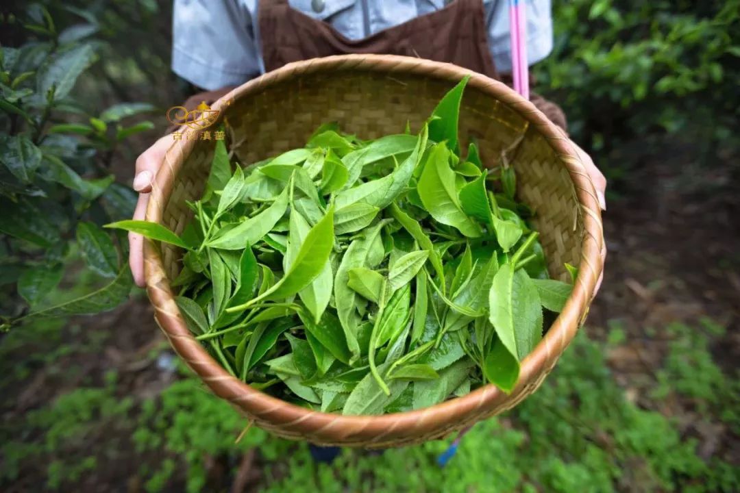 揭秘:茶葉內幕曝光,原來