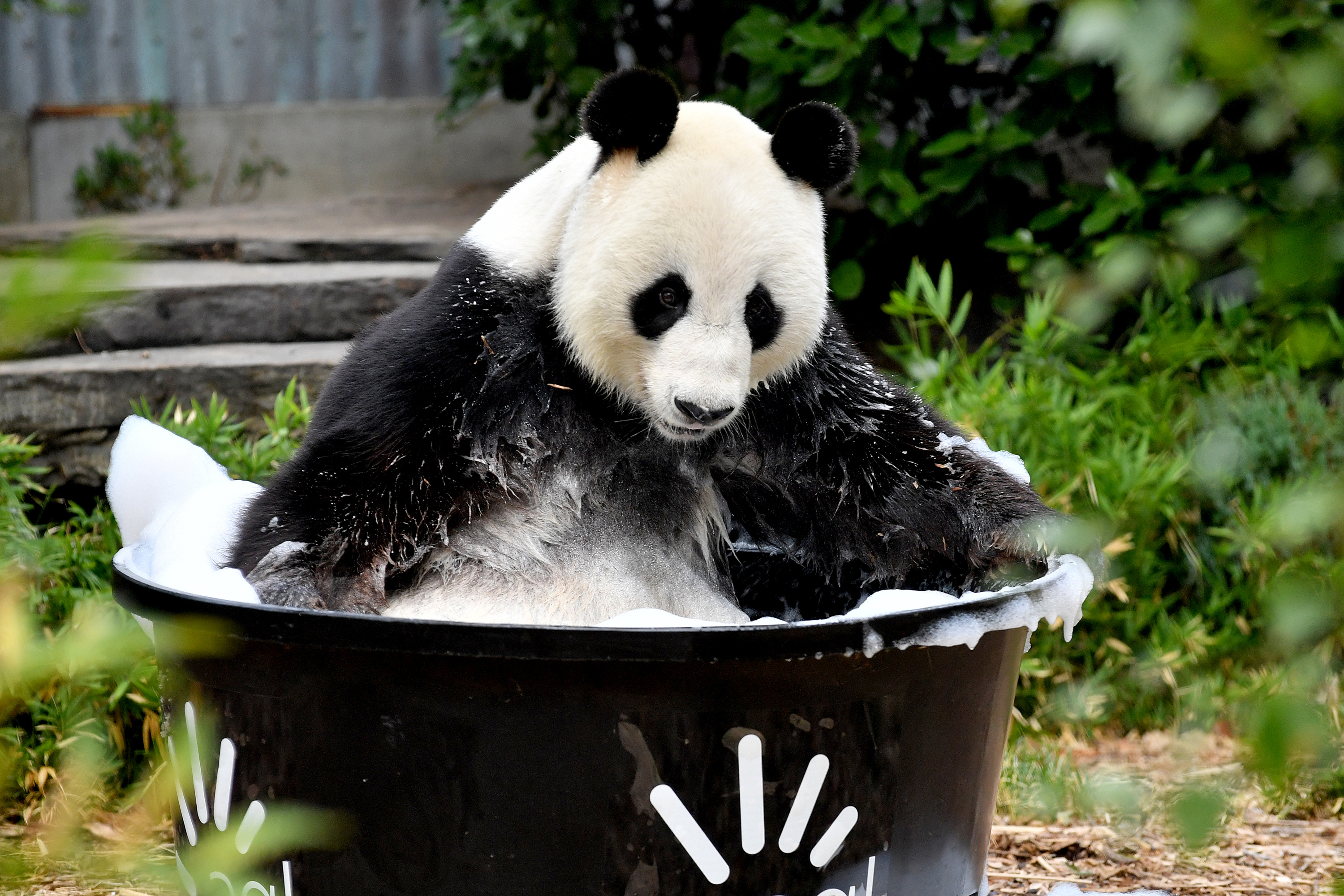 2月17日,在澳大利亞阿德萊德動物園,旅澳大熊貓