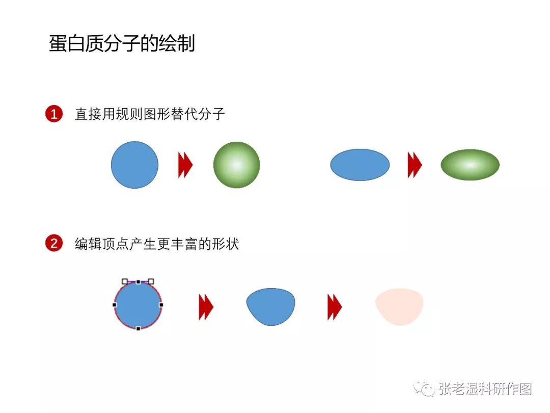 科研模式圖中蛋白質分子的畫法