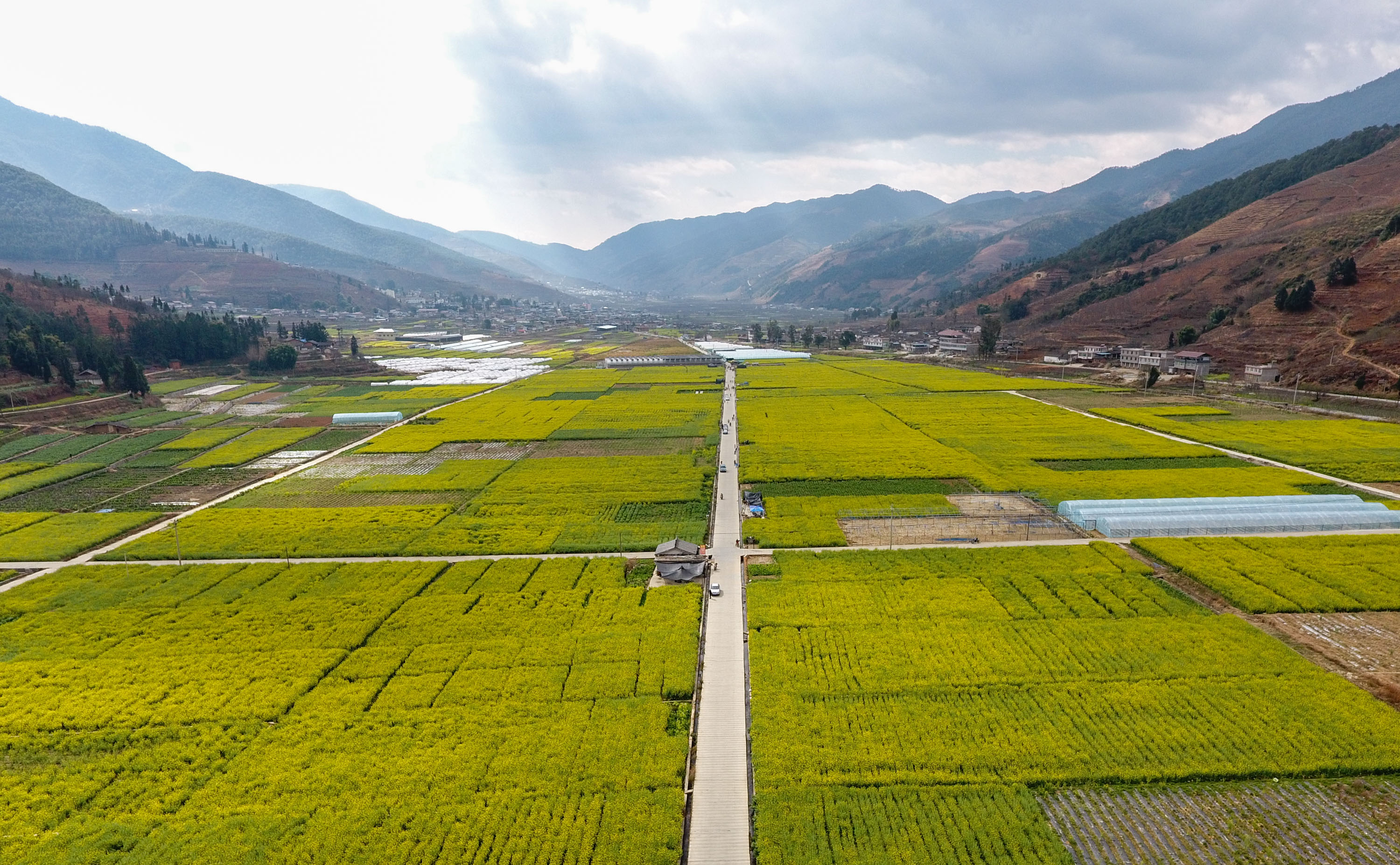 米易普威镇油菜花图片