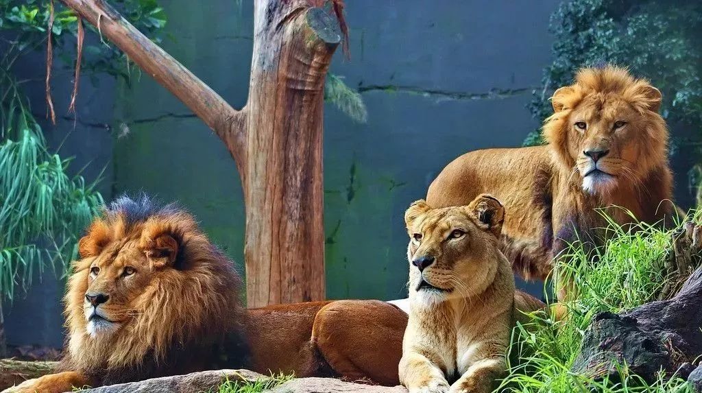 野生動物園簡介 邯鄲佛山野生動物園總投資1.