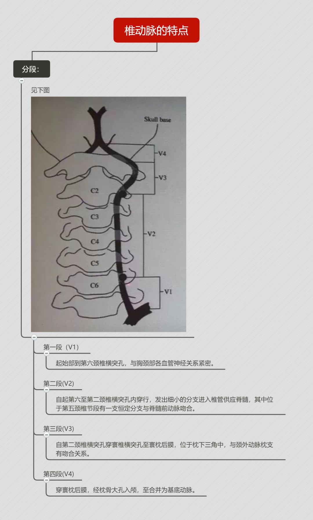 头颅血管解剖图图片