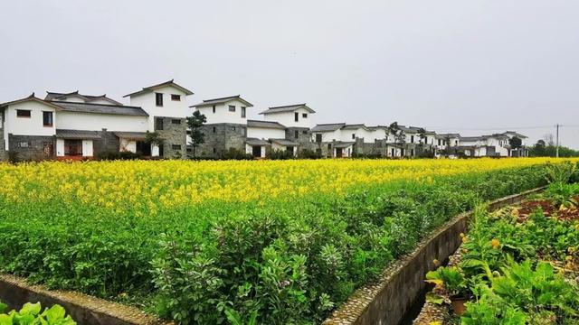 油菜花已經綻放崇州春天的帷幕已經揭開來崇州的五星村賞春來的第一波