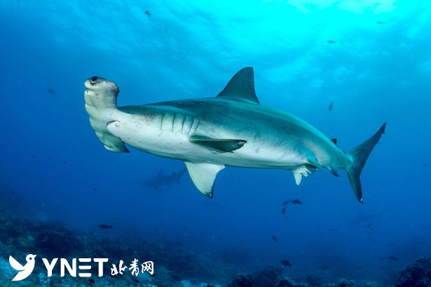 壮观生物学家拍下罕见视频数千条双髻鲨头顶两髻出没