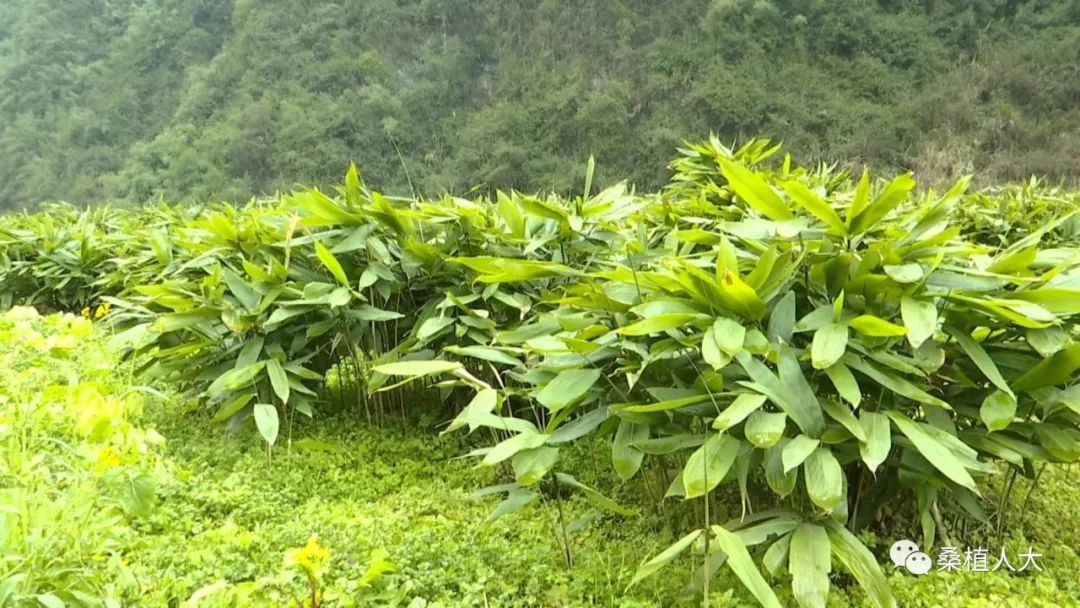 江西粽叶种植基地图片