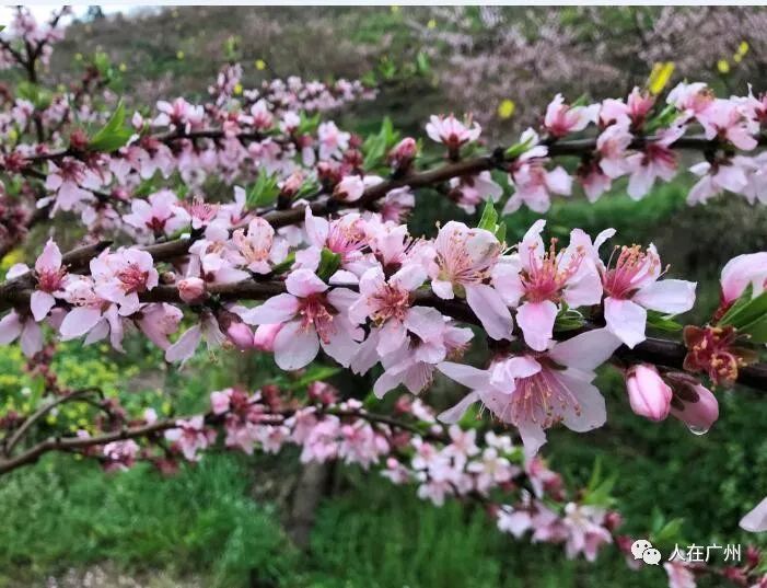 元宵節徒步發紅包三月三桃花節做壽司歡迎報名書香戀愛季第十八期活動