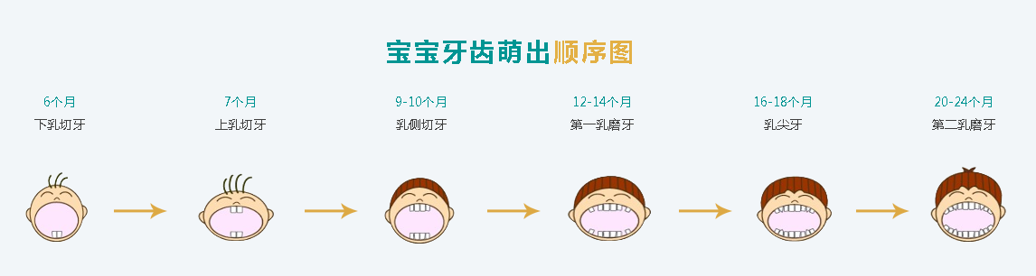 有利於恆牙的萌出和恆牙列的形成乳牙對恆牙的正常萌出具有一定的誘導