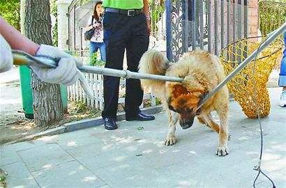 狗俨然已经能为广大居民身边的安全隐患,也考验着当地政府的管理能力