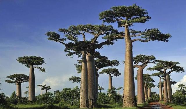 世界五大公园树种图片