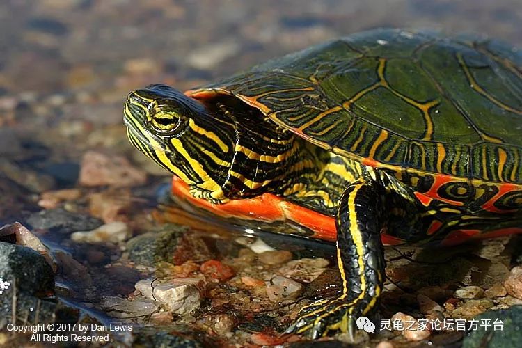 西部锦龟的野外生存概况
