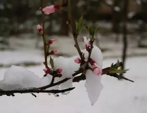 作者简介:李圣湘,笔名湘水百合,济南大明湖畔一个喜