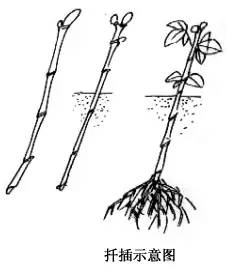 叶仙扦插生根方法图解图片