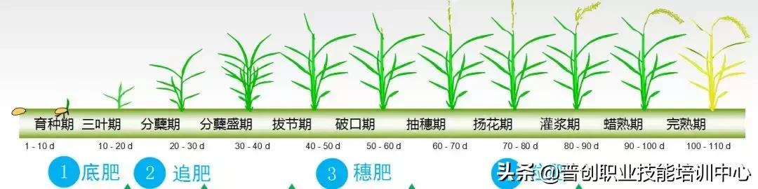 水稻生长周期表图片