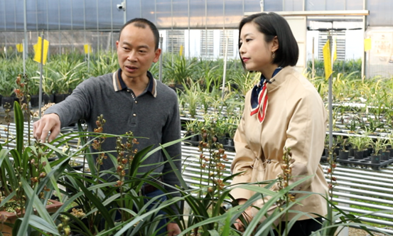 福建南靖幽谷兰香助力产业兴旺兰花种植面积4500多亩年总产值超10亿元