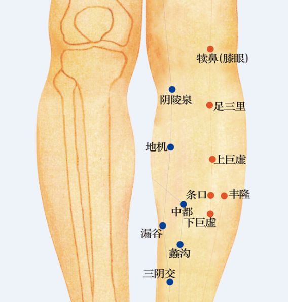 小腿反射区 外侧图片