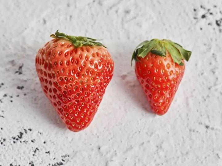 草莓单倍体多倍体图片