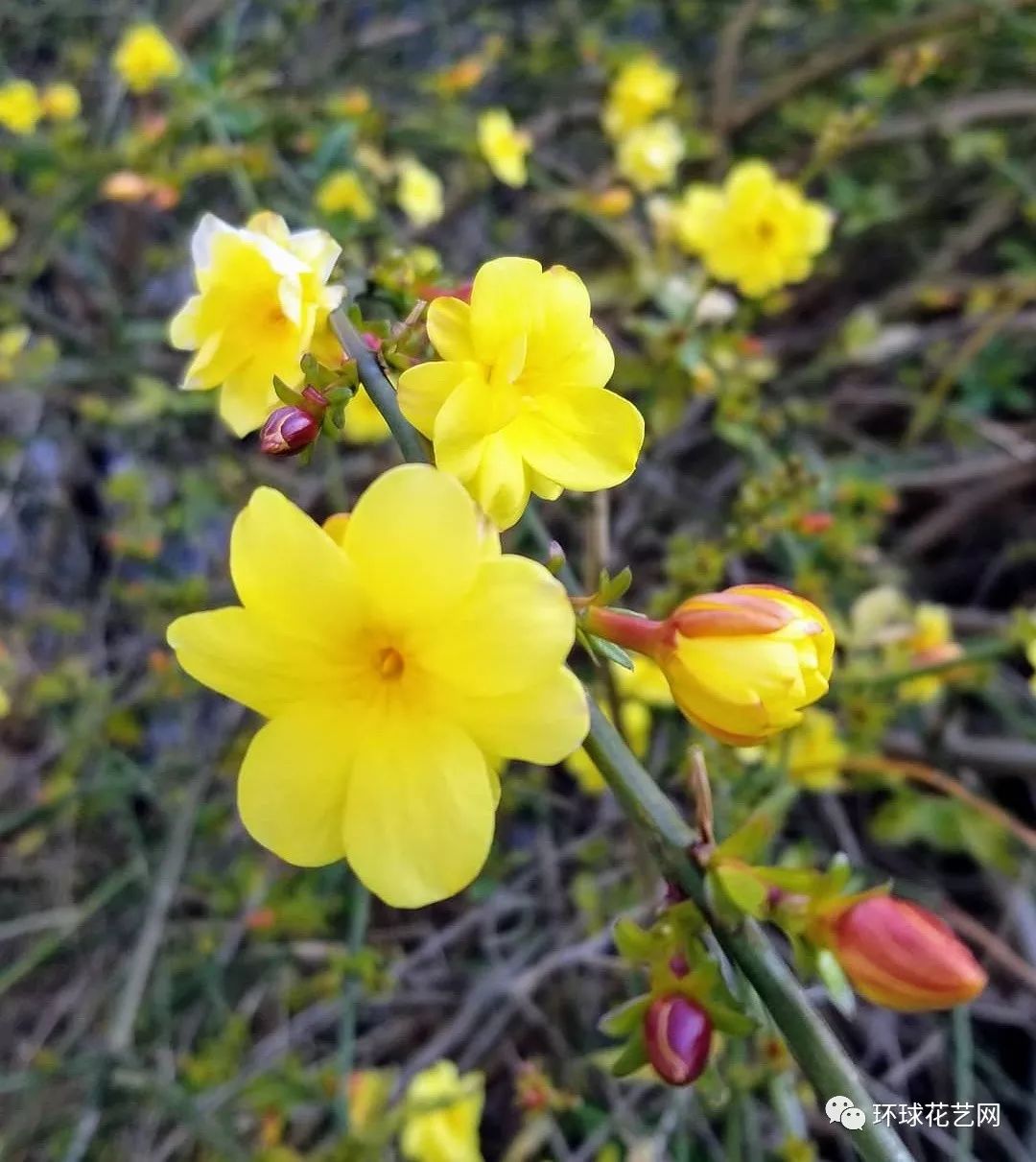 迎春花像什么东西图片