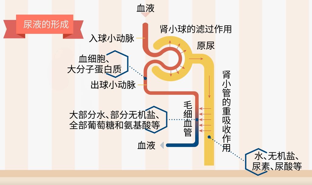 肾小球的滤过作用图片