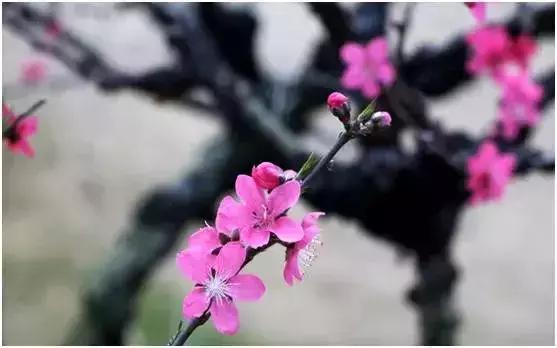 韶關上萬畝水墨桃花進入賞花期