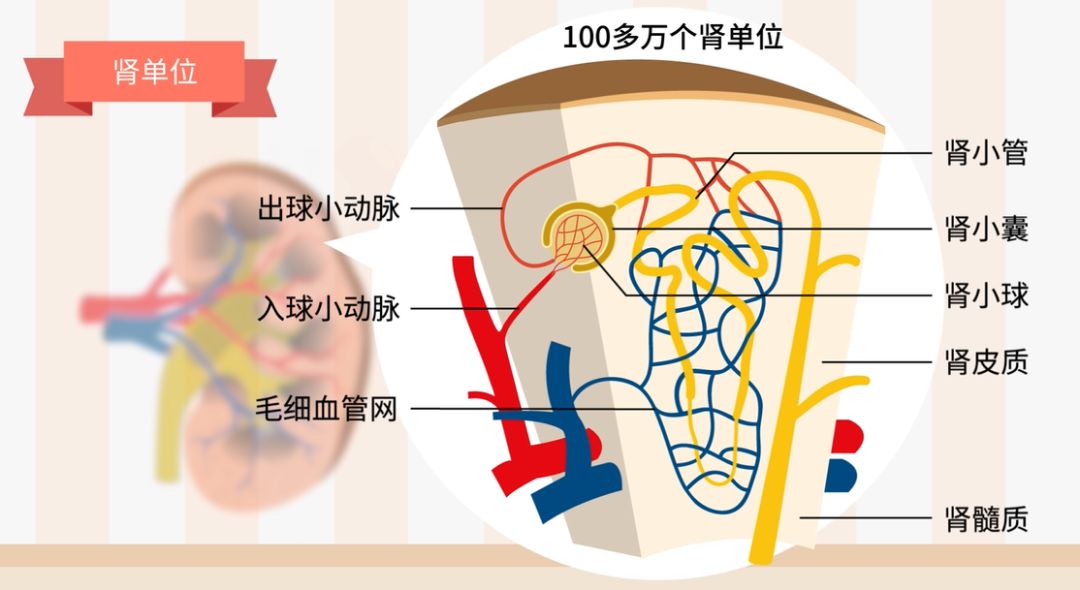 生物大師泌尿系統人體的淨水器