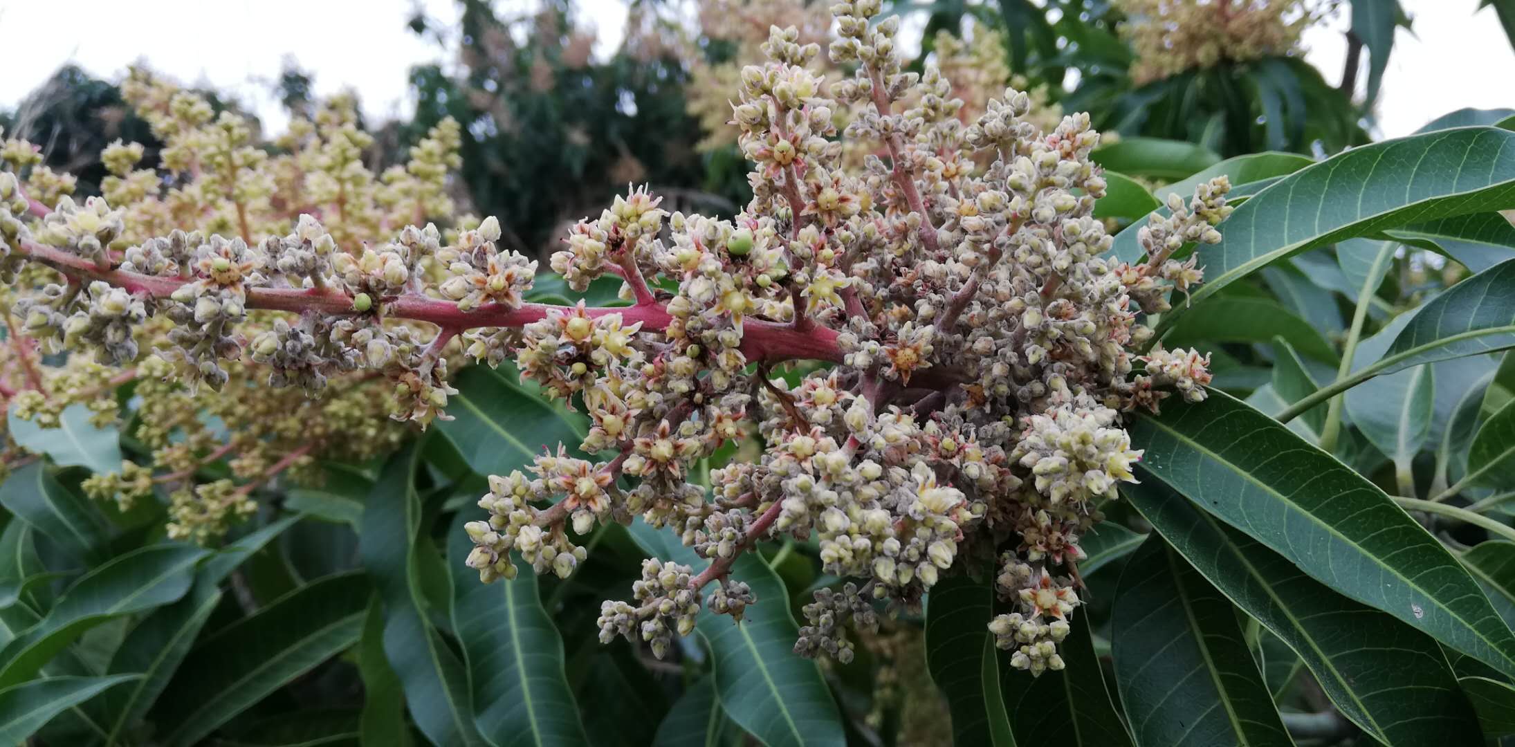 白粉病在芒果花期和幼果期經常發生,主要危害花穗和幼果,葉片,導致