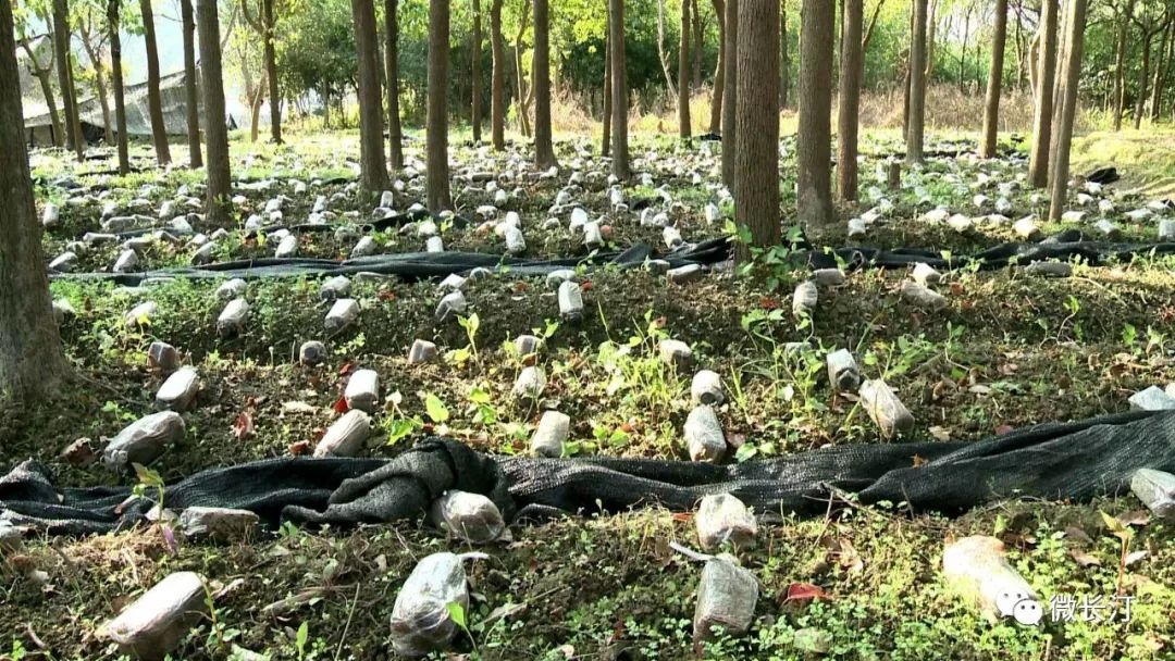 生態視點丨長汀縣林下栽培珍稀羊肚菌獲成功